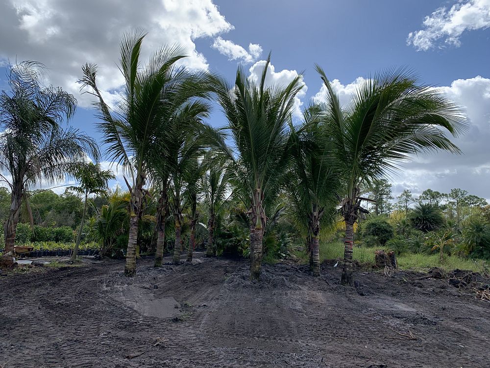 cocos-nucifera-coconut-palm