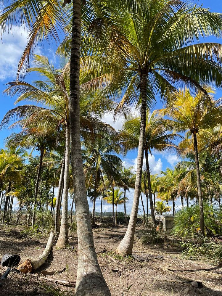 cocos-nucifera-coconut-palm
