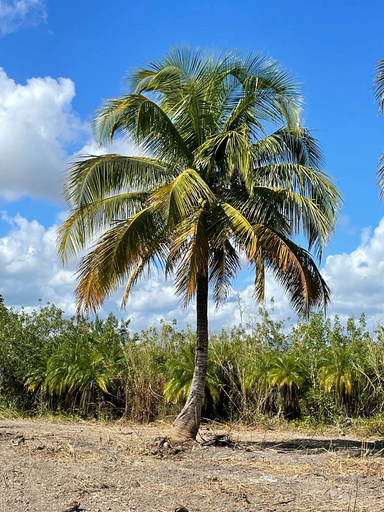 cocos-nucifera-coconut-palm