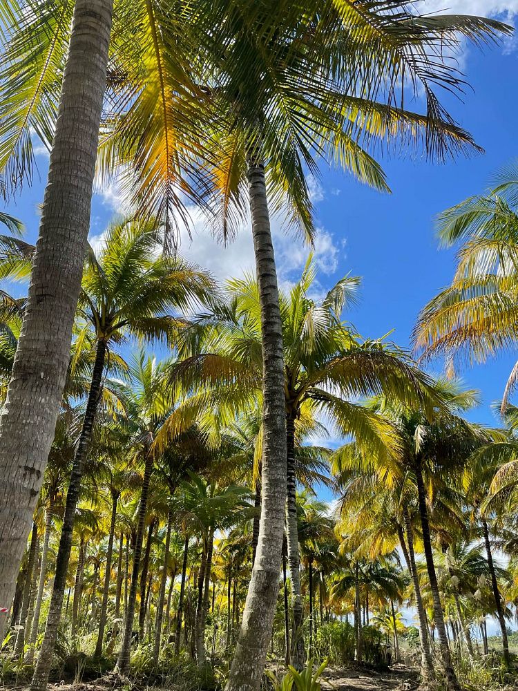 cocos-nucifera-coconut-palm