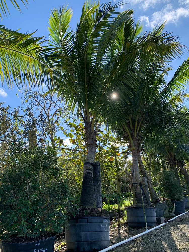 cocos-nucifera-coconut-palm