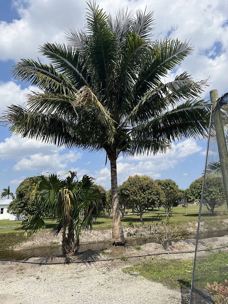 cocos-nucifera-coconut-palm