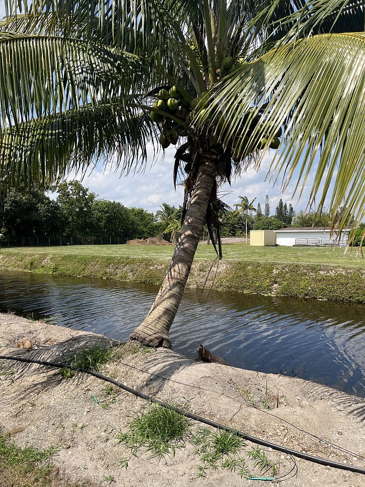 cocos-nucifera-coconut-palm