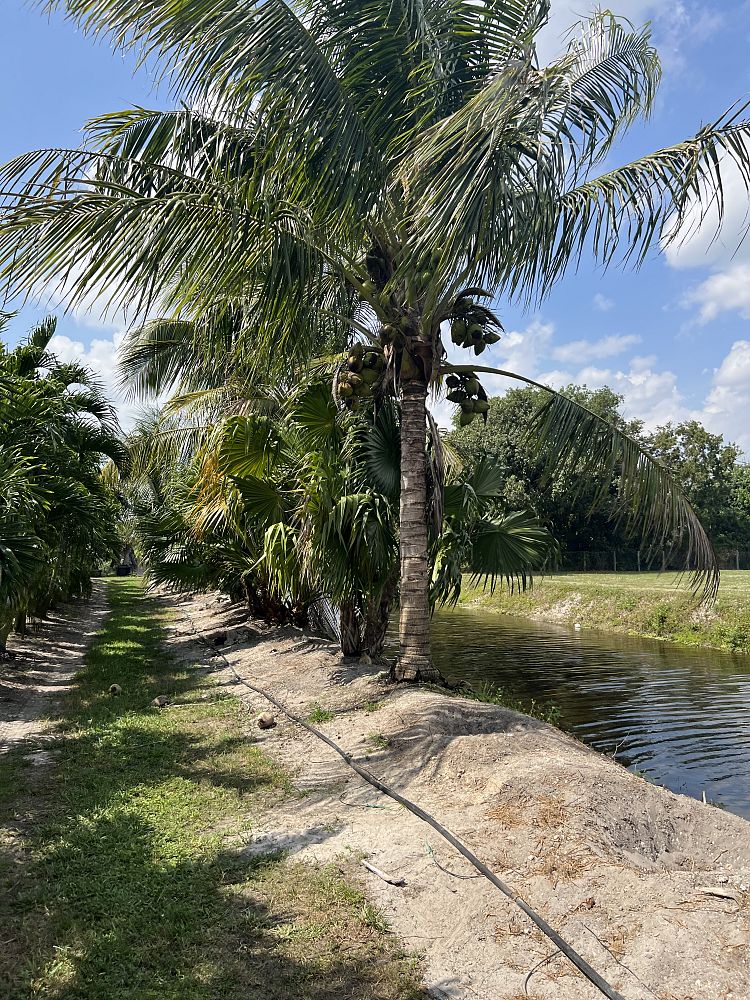 cocos-nucifera-coconut-palm