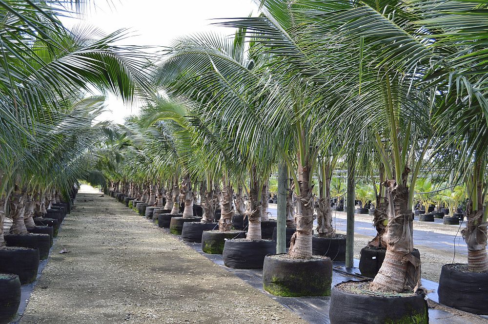 cocos-nucifera-coconut-palm