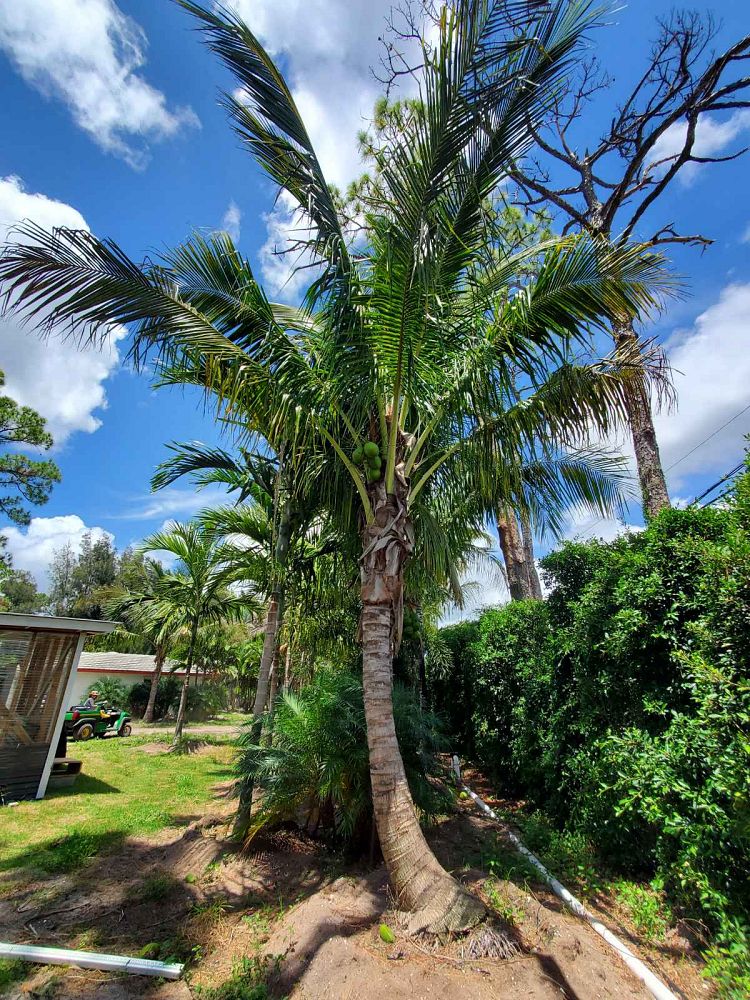 cocos-nucifera-coconut-palm