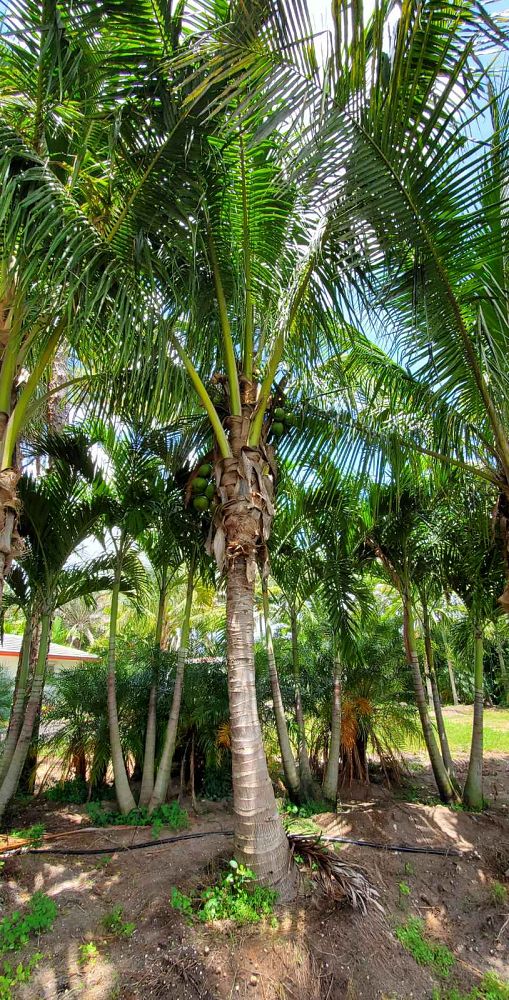 cocos-nucifera-coconut-palm