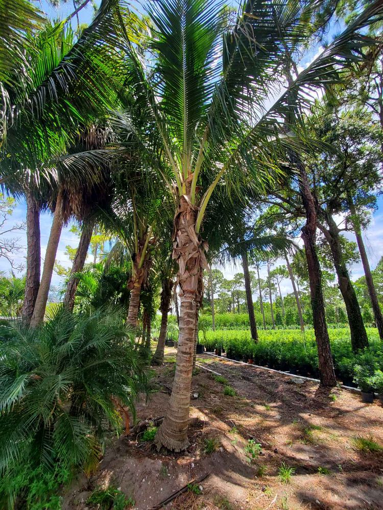 cocos-nucifera-coconut-palm