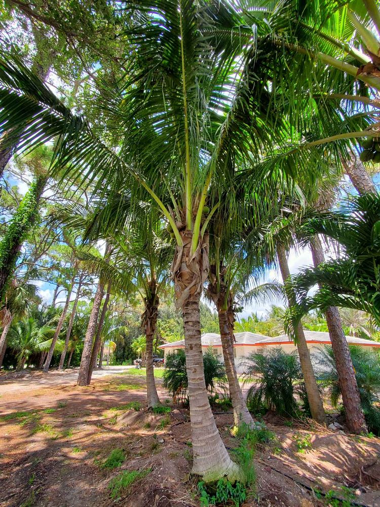 cocos-nucifera-coconut-palm