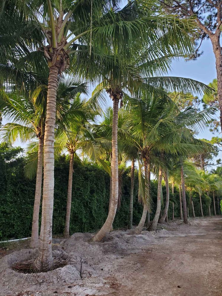 cocos-nucifera-coconut-palm