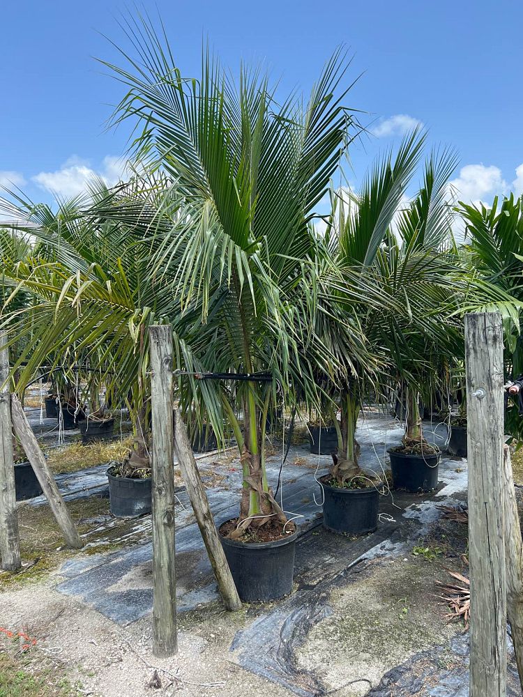 cocos-nucifera-coconut-palm