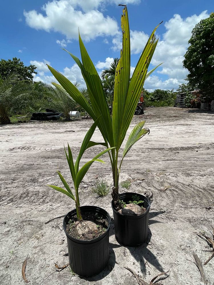 cocos-nucifera-coconut-palm
