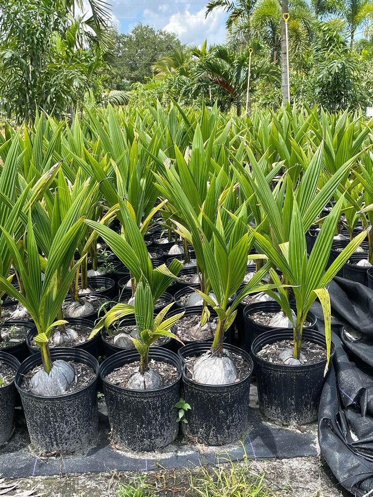 cocos-nucifera-coconut-palm