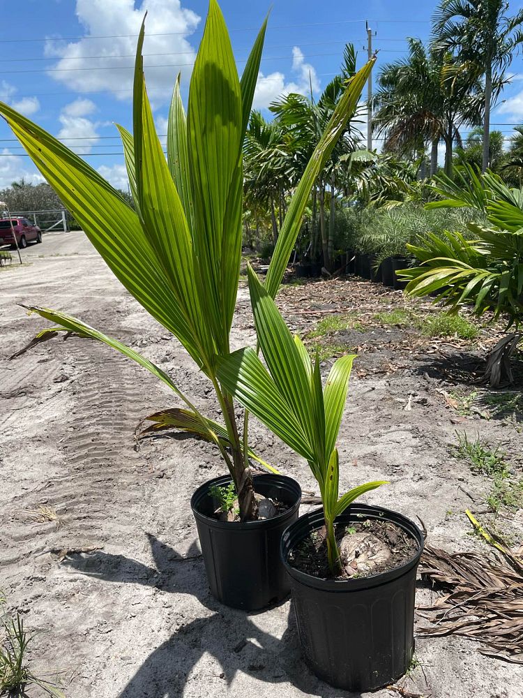 cocos-nucifera-coconut-palm