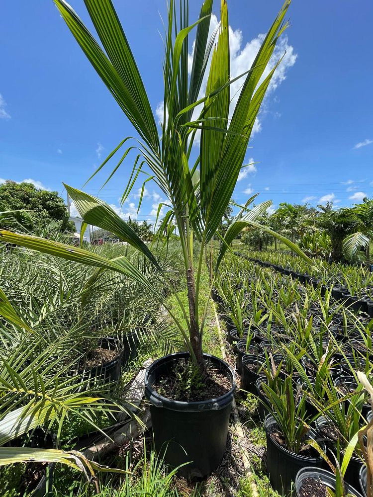 cocos-nucifera-coconut-palm