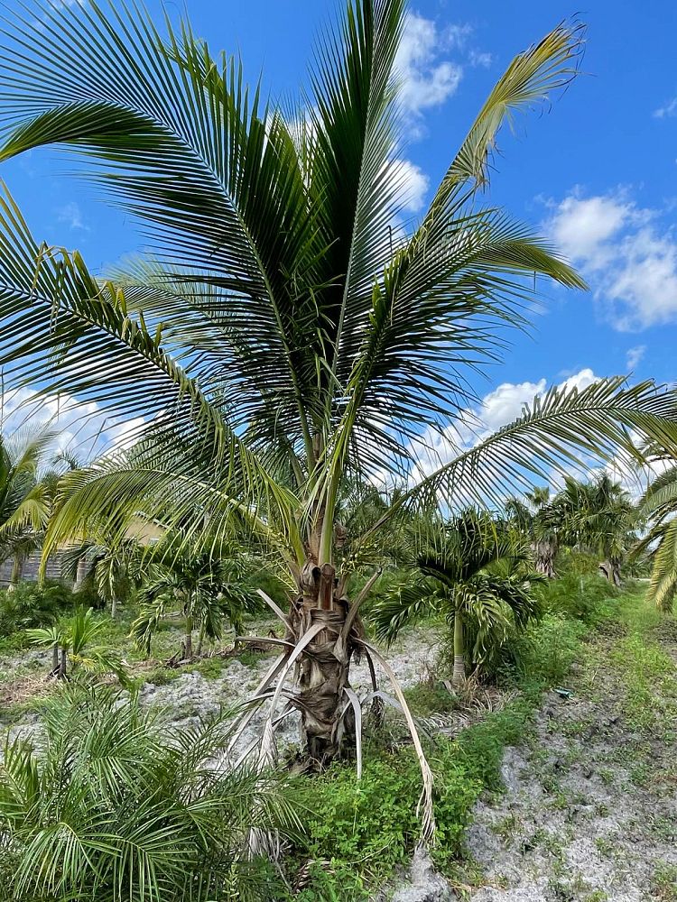 cocos-nucifera-coconut-palm