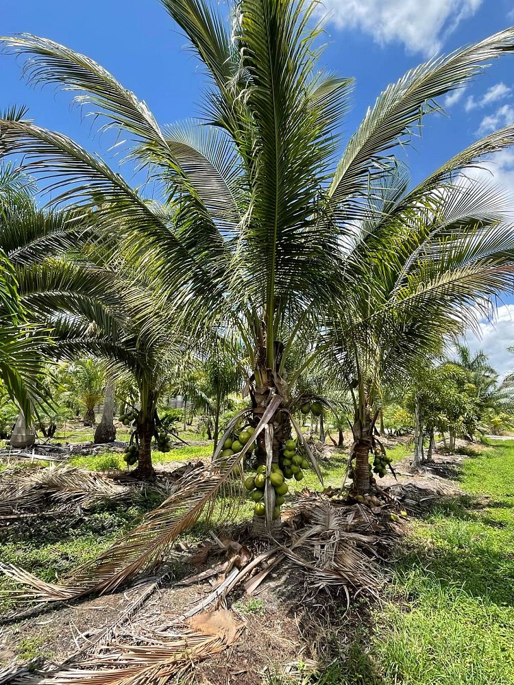 cocos-nucifera-coconut-palm