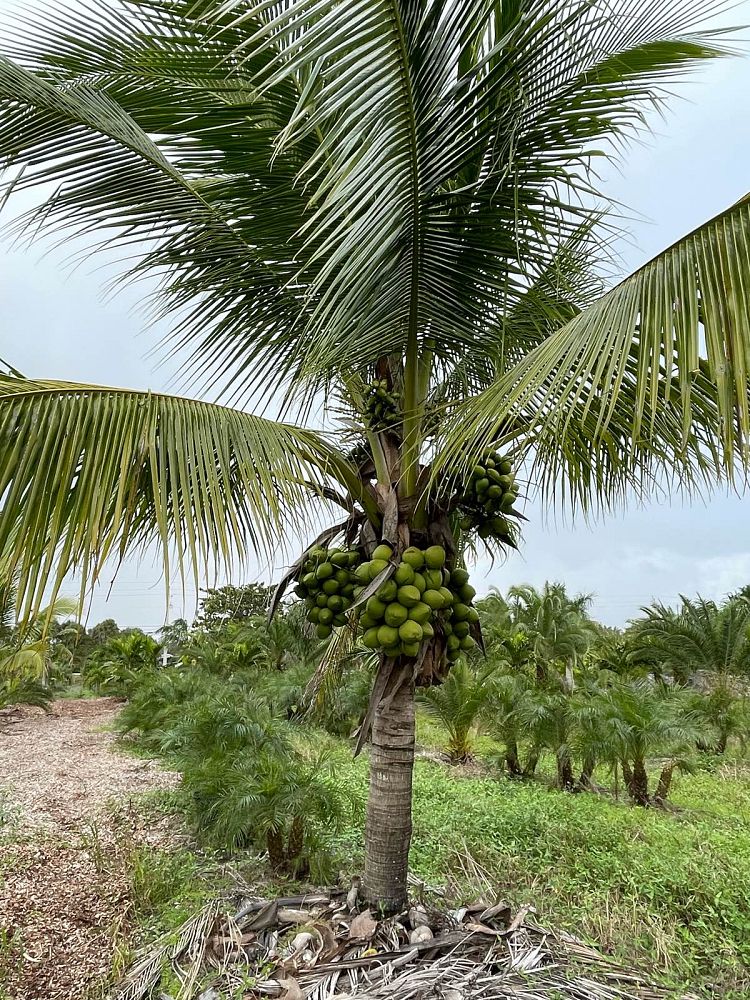 cocos-nucifera-coconut-palm