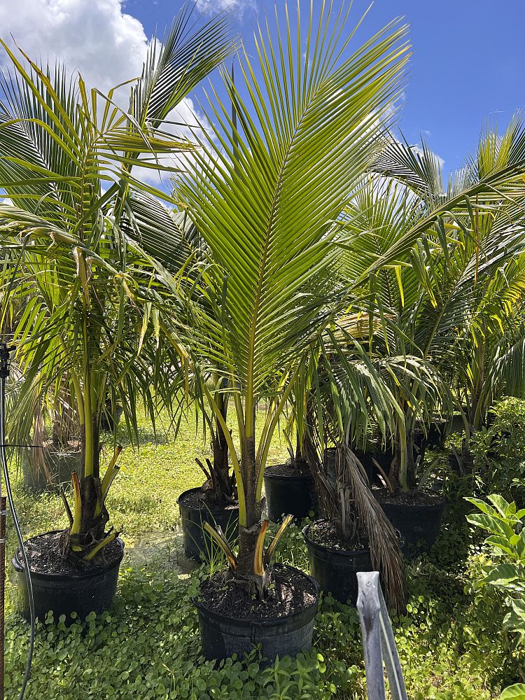 cocos-nucifera-coconut-palm