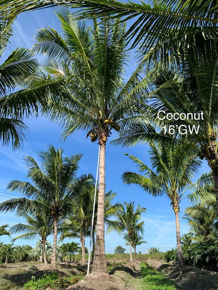 cocos-nucifera-coconut-palm