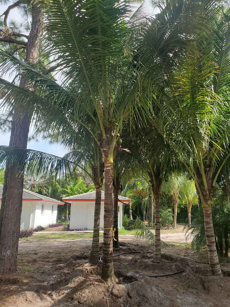 cocos-nucifera-coconut-palm