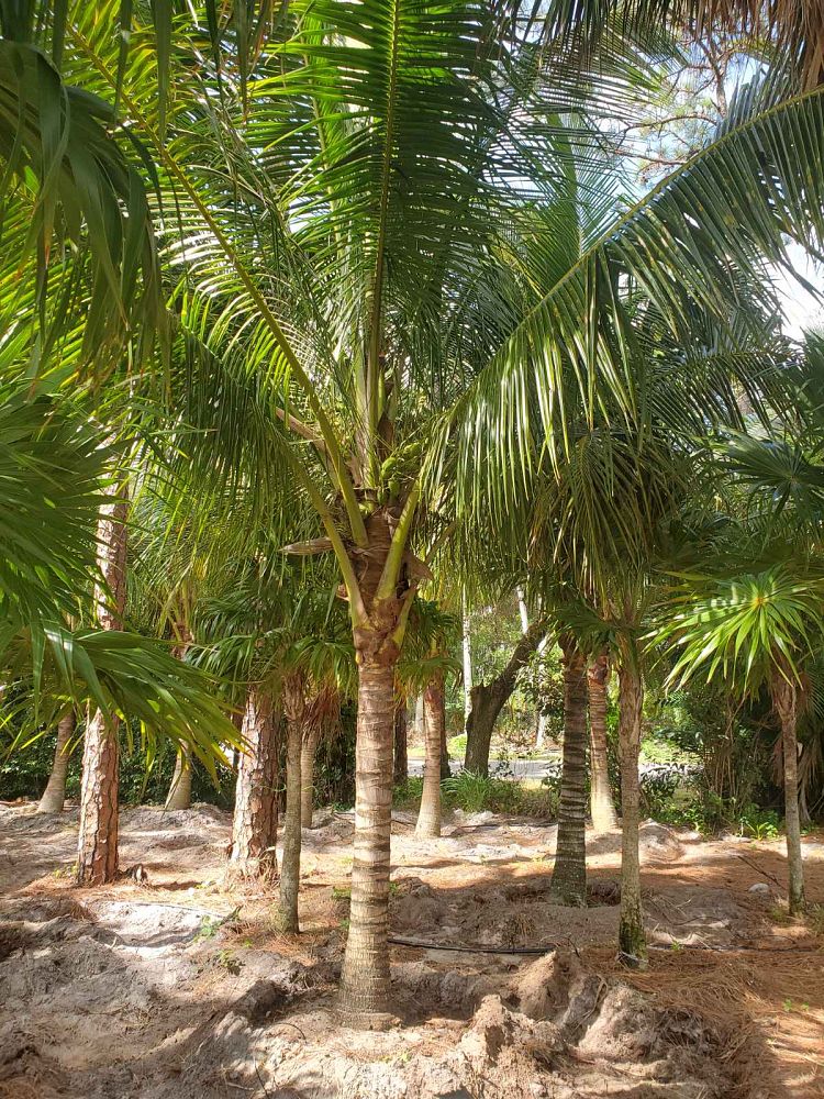 cocos-nucifera-coconut-palm