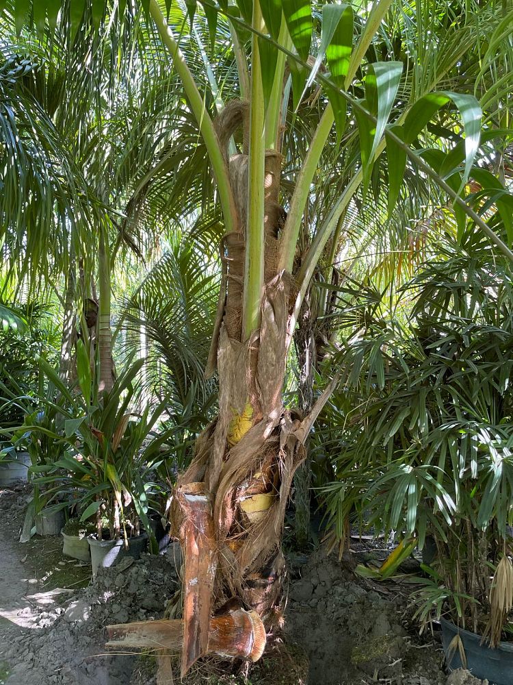 cocos-nucifera-coconut-palm