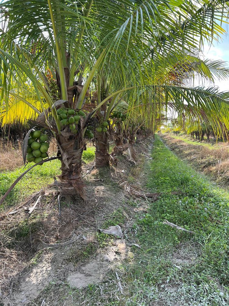cocos-nucifera-coconut-palm