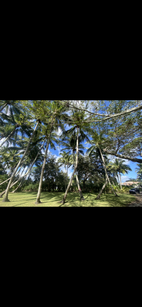 cocos-nucifera-coconut-palm
