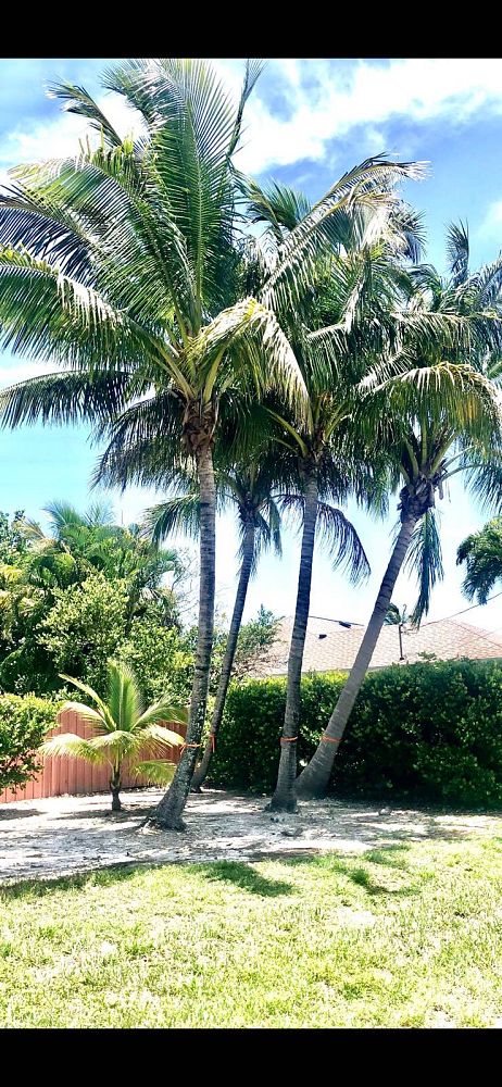 cocos-nucifera-coconut-palm