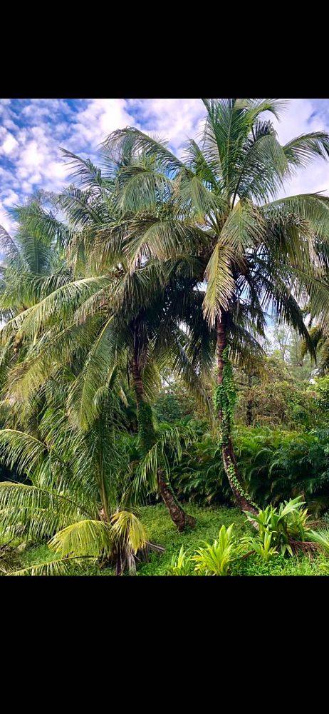 cocos-nucifera-coconut-palm