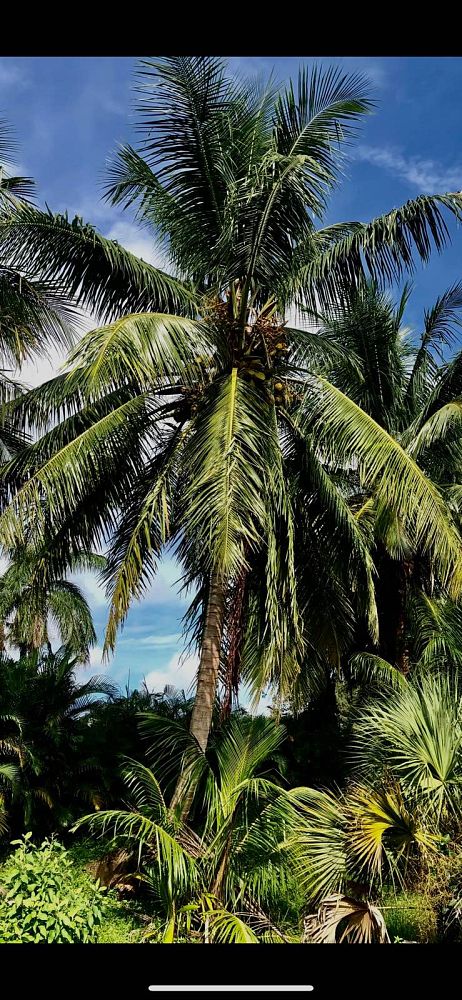 cocos-nucifera-coconut-palm