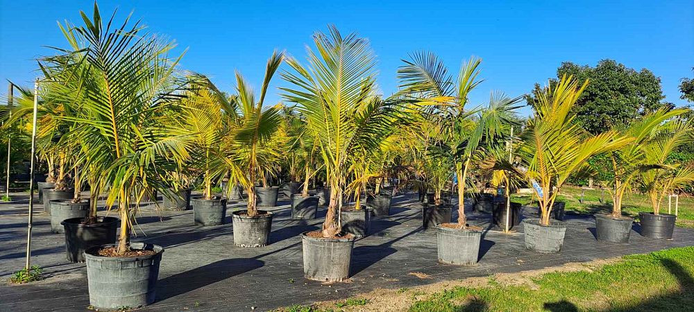 cocos-nucifera-coconut-palm