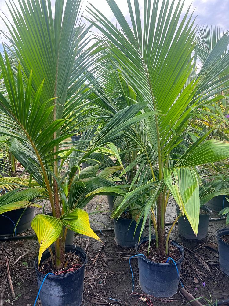cocos-nucifera-coconut-palm