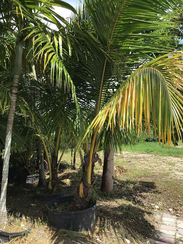 cocos-nucifera-coconut-palm