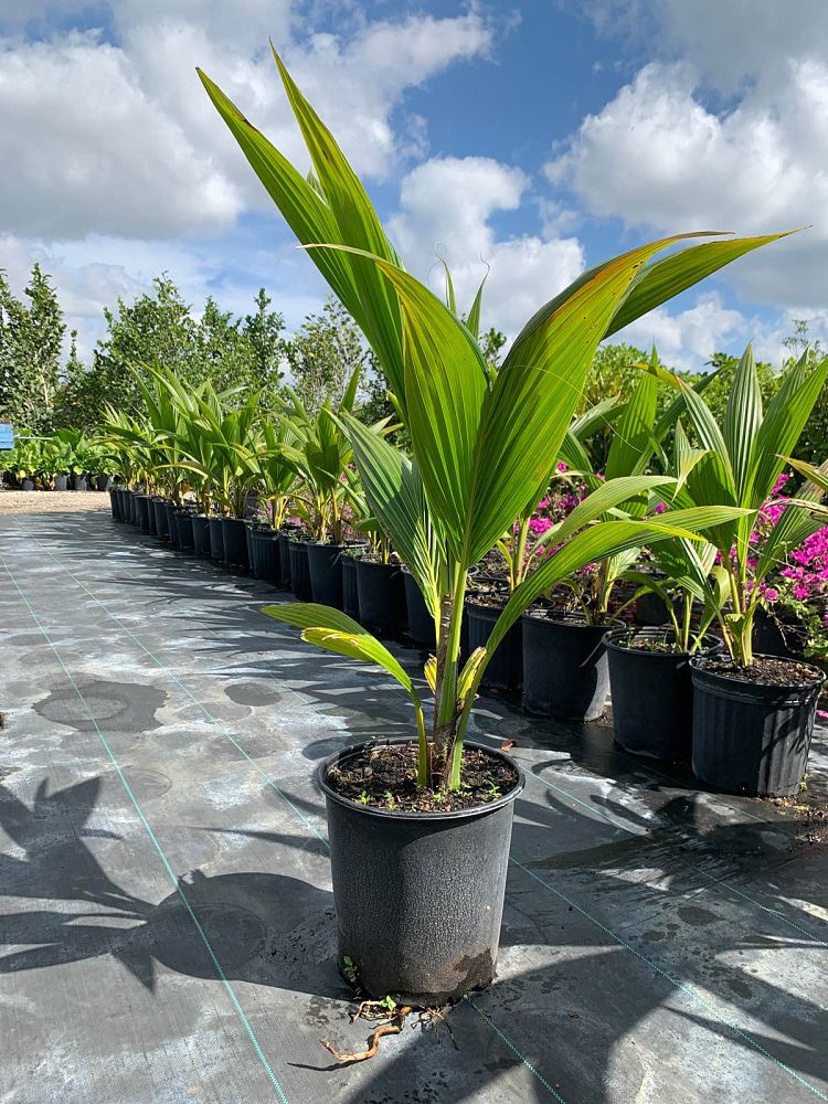 cocos-nucifera-coconut-palm
