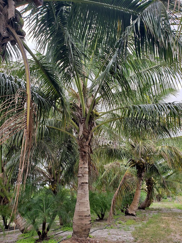 cocos-nucifera-coconut-palm