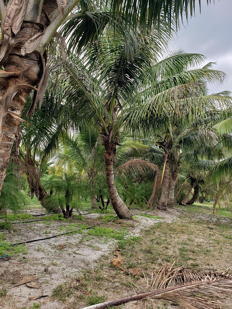 cocos-nucifera-coconut-palm