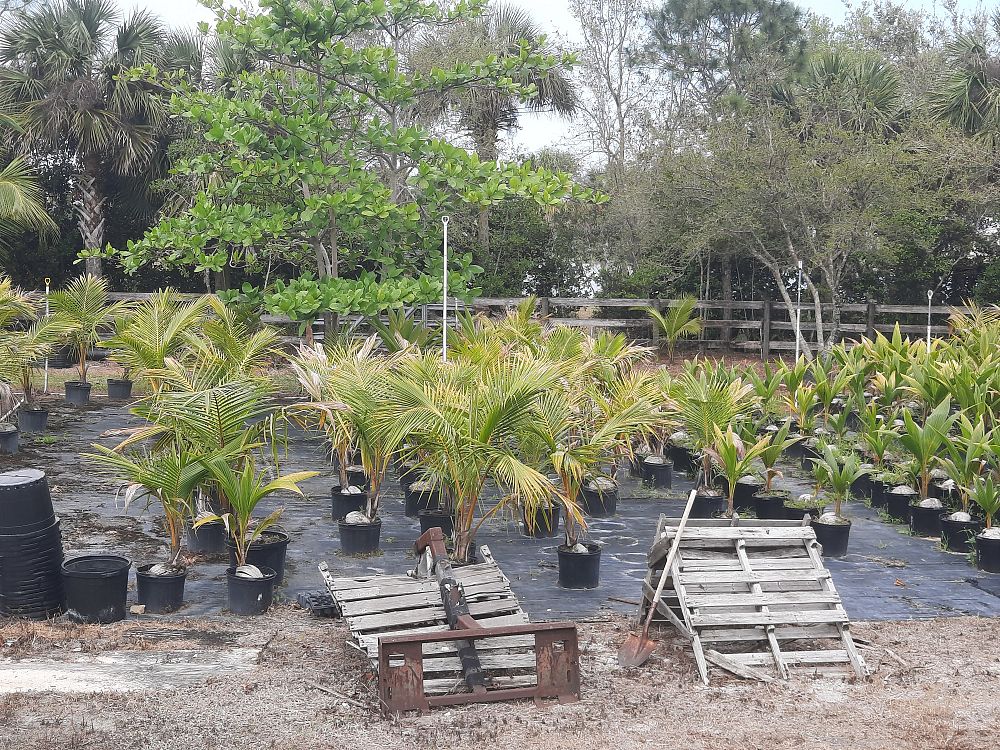 cocos-nucifera-coconut-palm