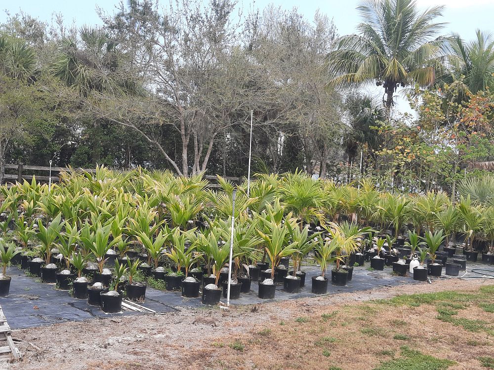 cocos-nucifera-coconut-palm
