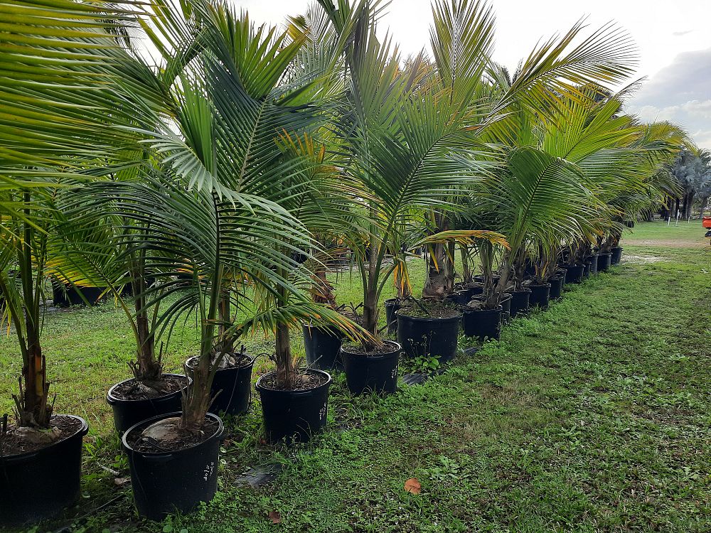 cocos-nucifera-coconut-palm