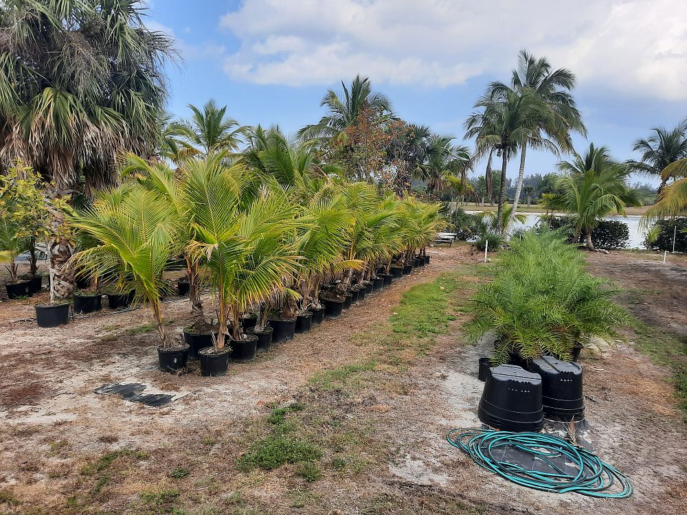 cocos-nucifera-coconut-palm