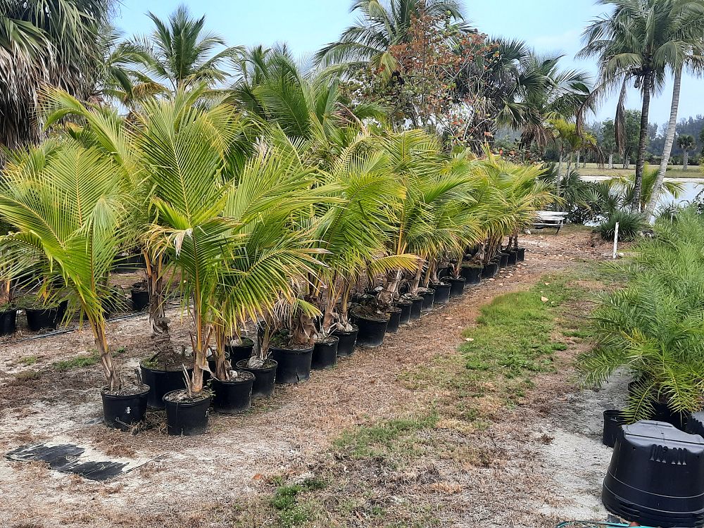 cocos-nucifera-coconut-palm