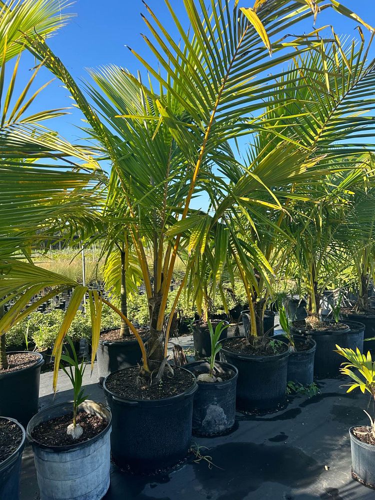 cocos-nucifera-coconut-palm