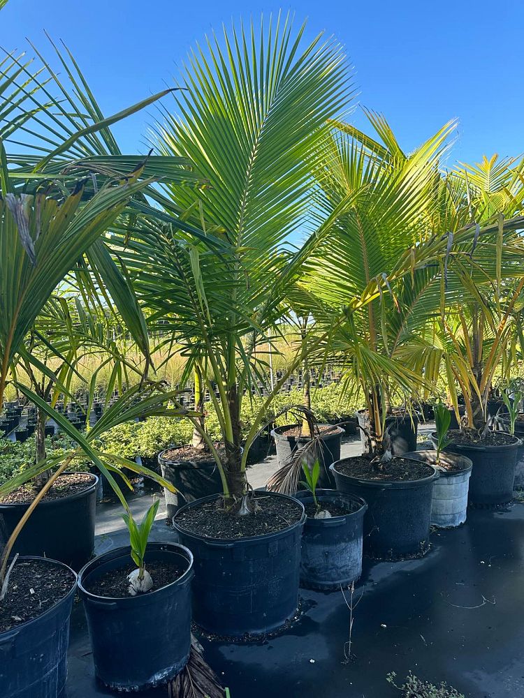 cocos-nucifera-coconut-palm