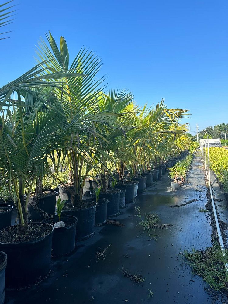 cocos-nucifera-coconut-palm