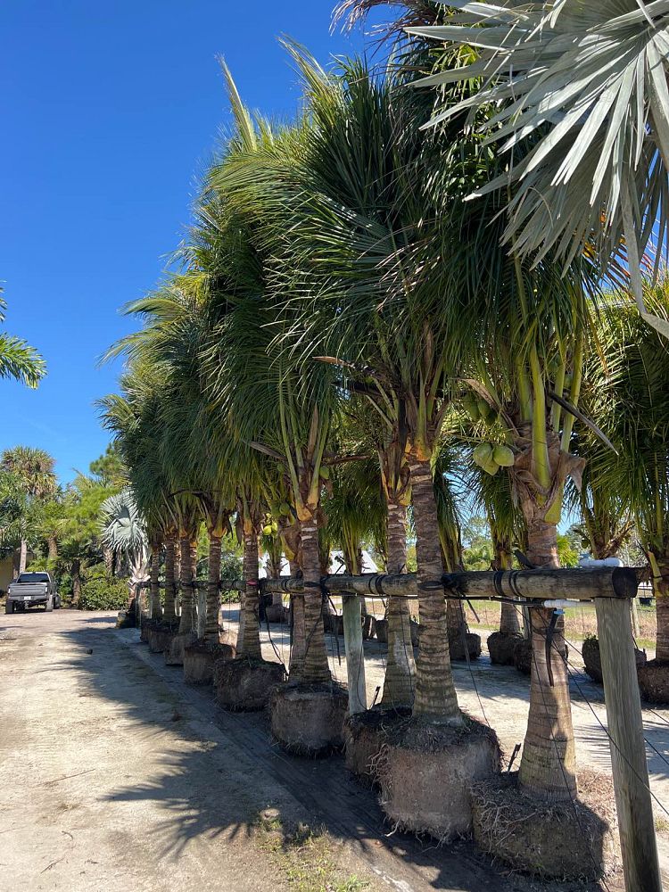 cocos-nucifera-coconut-palm