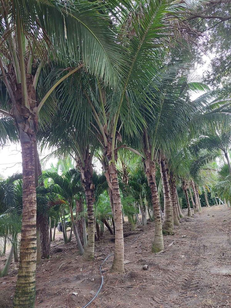 cocos-nucifera-coconut-palm