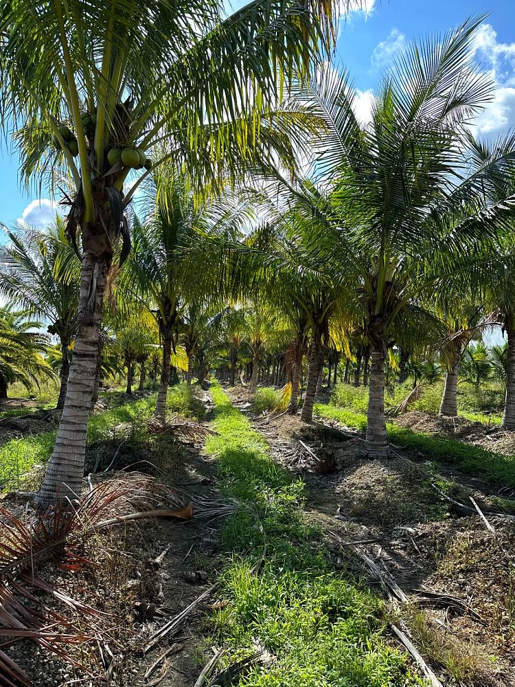 cocos-nucifera-coconut-palm