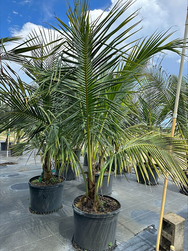 cocos-nucifera-coconut-palm